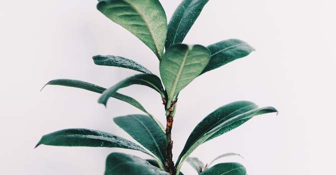 Massage Therapy- Cupping Therapy